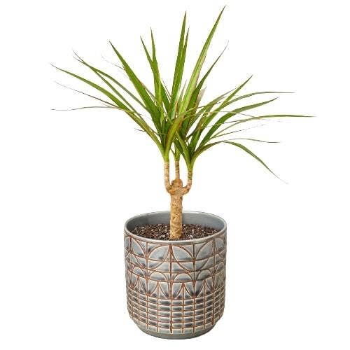 Dracaena 'Marginata Cane'