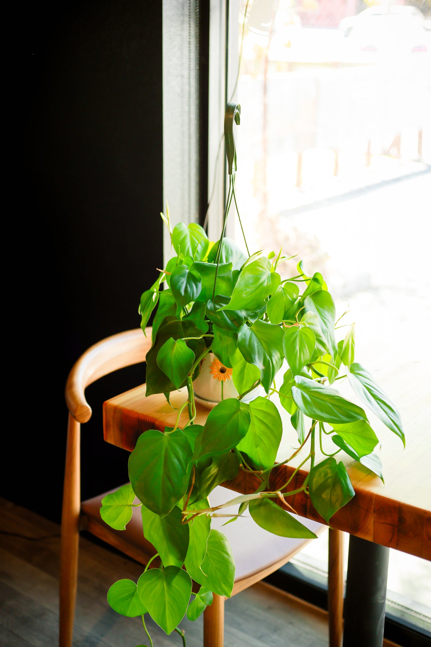 Philodendron Cordatum Heartleaf