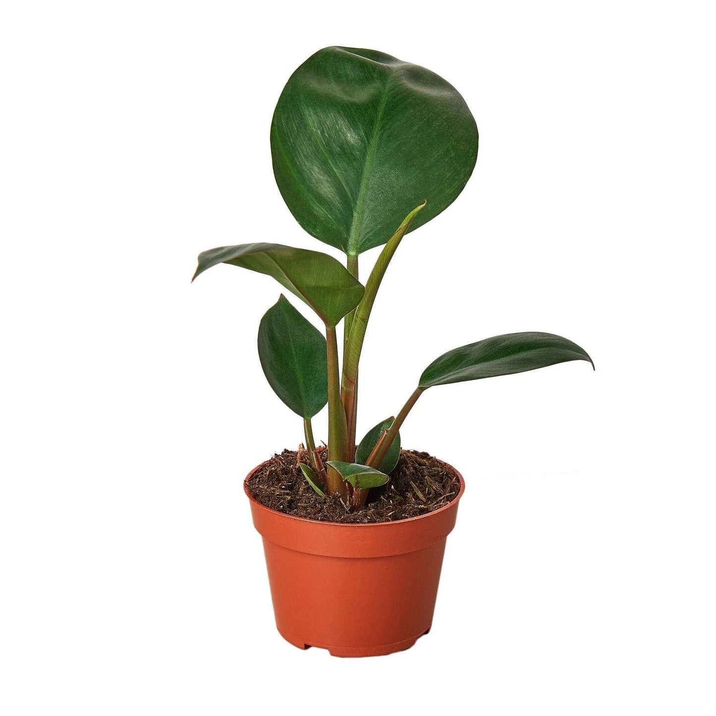 Philodendron 'Congo Rojo' Live Plant