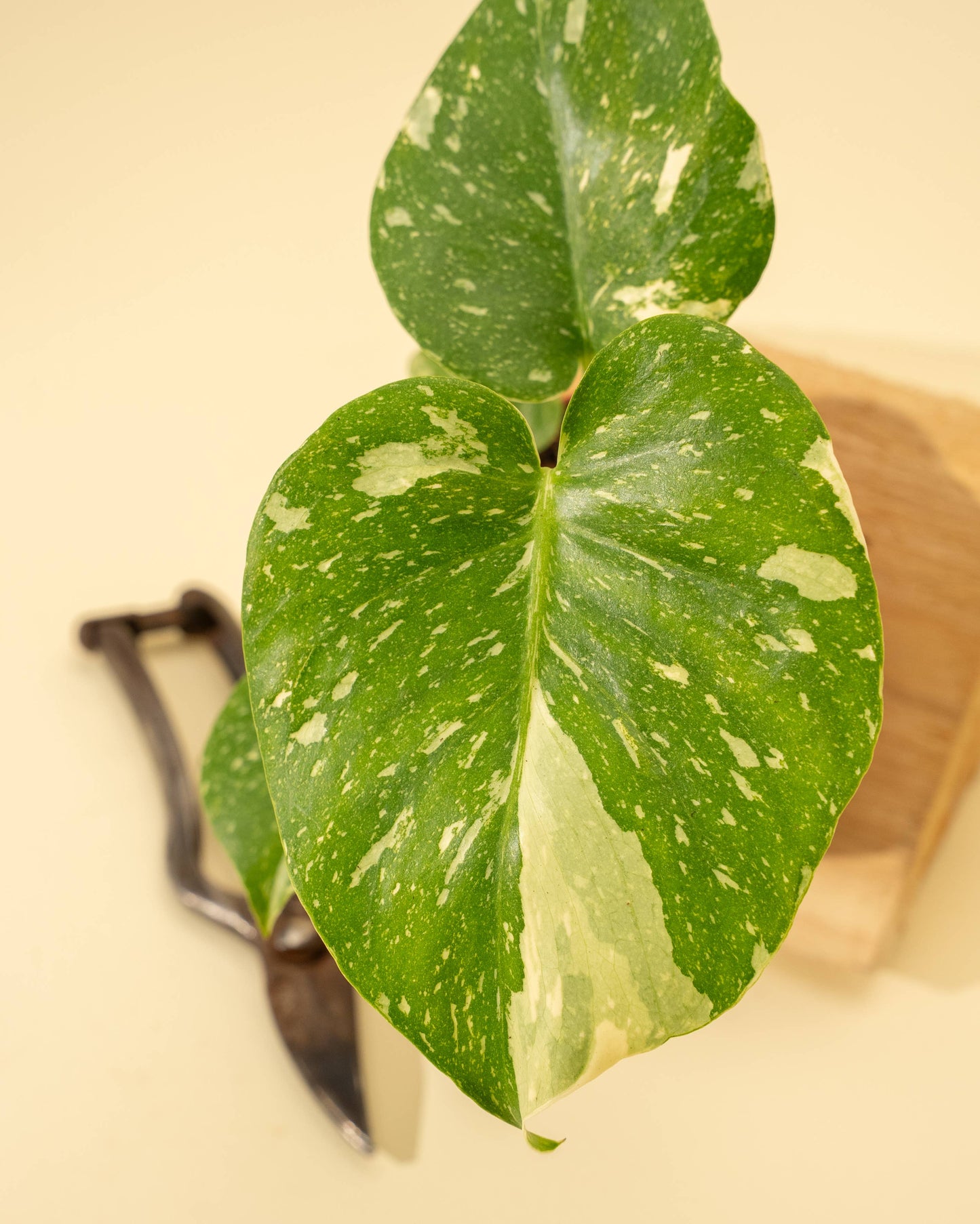 4" Monstera 'Thai Constellation'