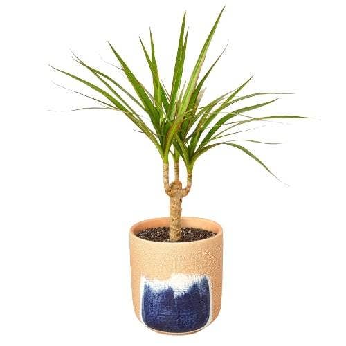 Dracaena 'Marginata Cane'