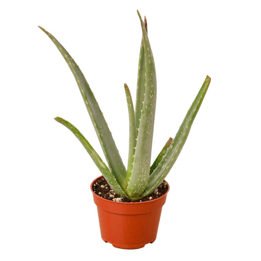 Aloe Vera, Low Maintenance Live Plant