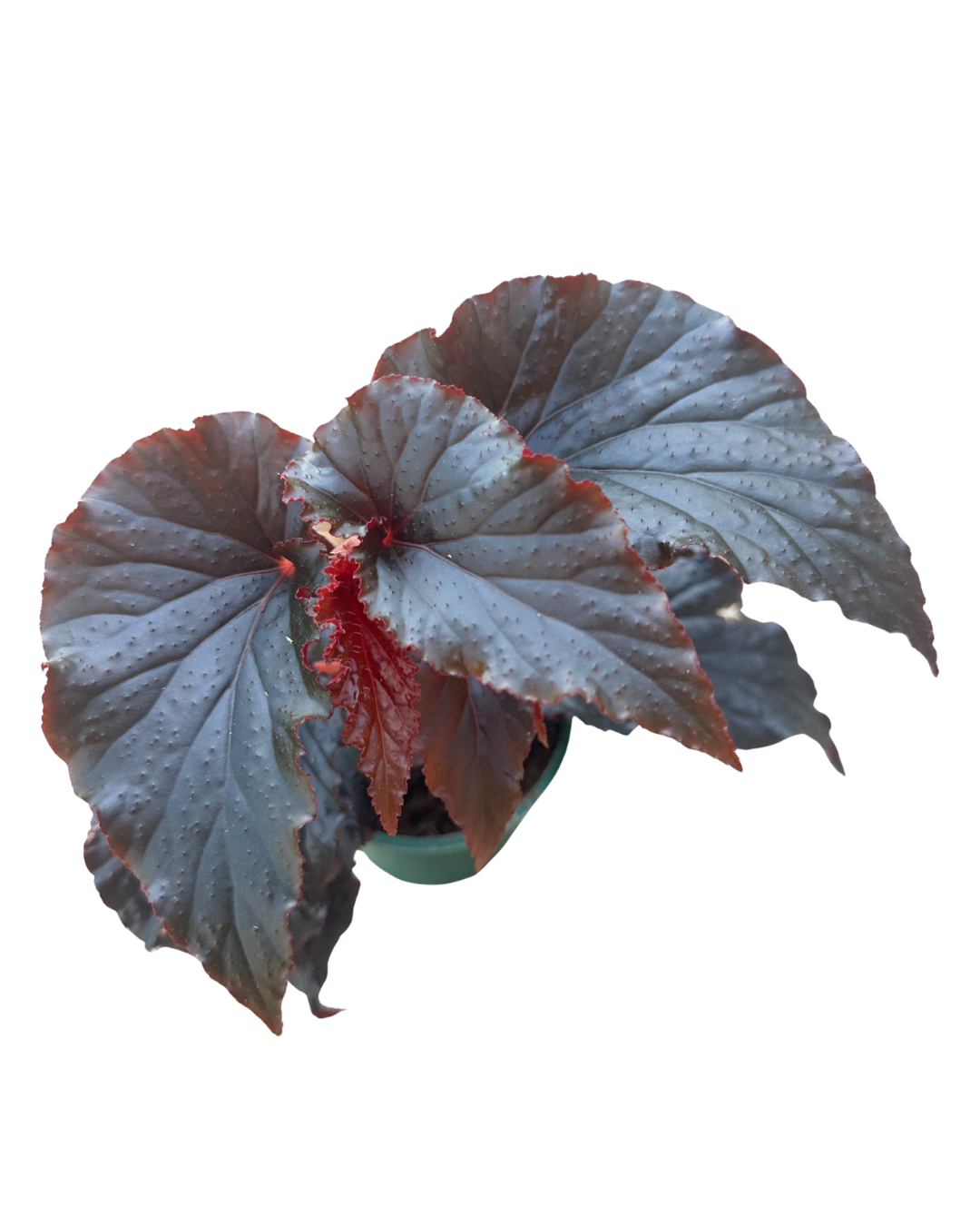 4" Begonia Black Magic - Wholesale Live Plant
