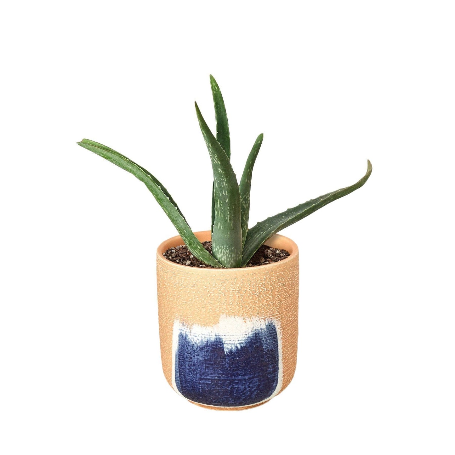 Aloe Vera, Low Maintenance Live Plant