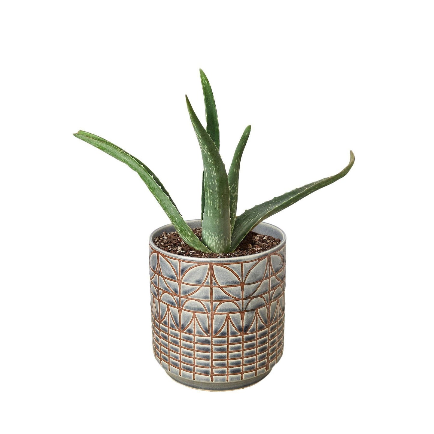 Aloe Vera, Low Maintenance Live Plant