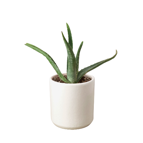 Aloe Vera, Low Maintenance Live Plant