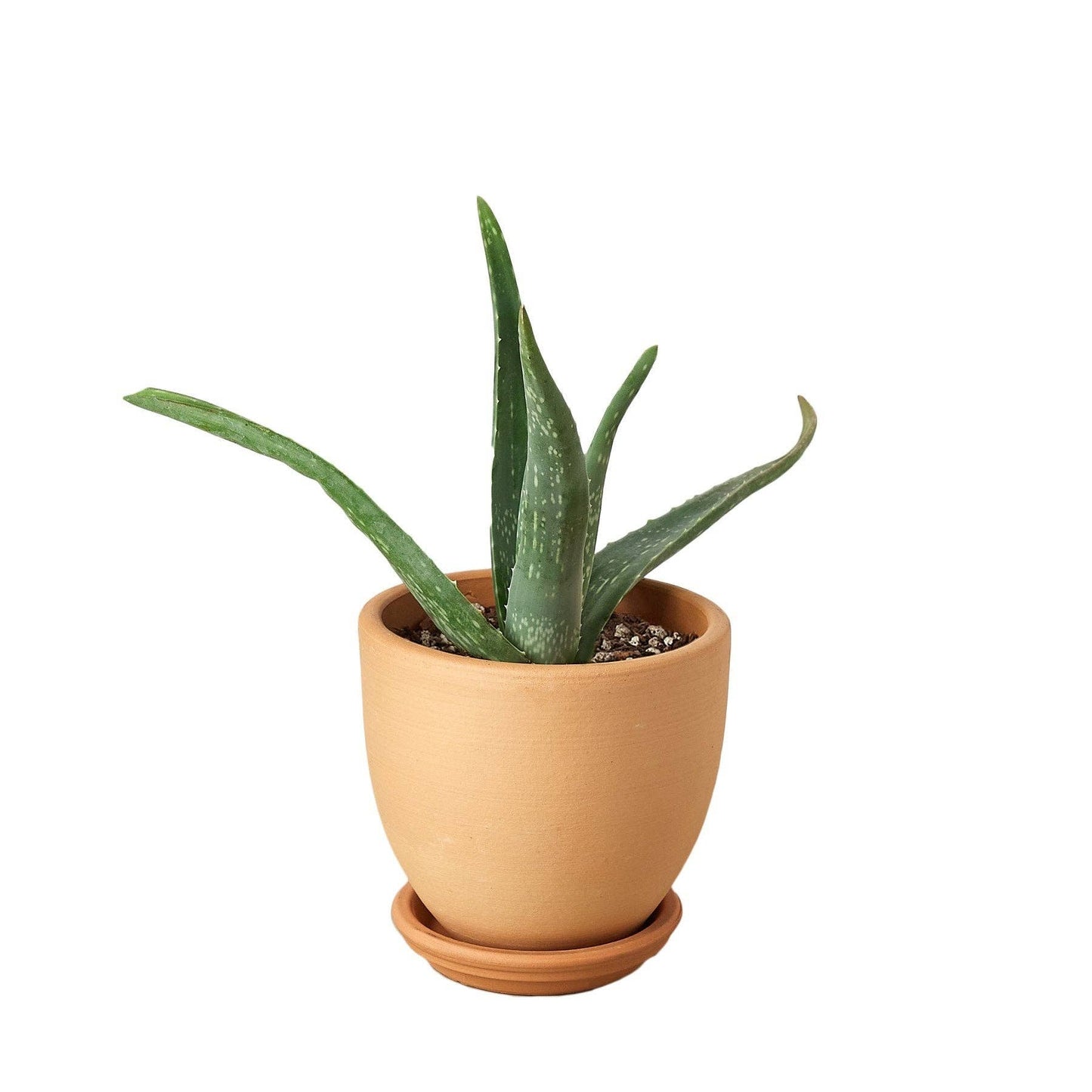 Aloe Vera, Low Maintenance Live Plant