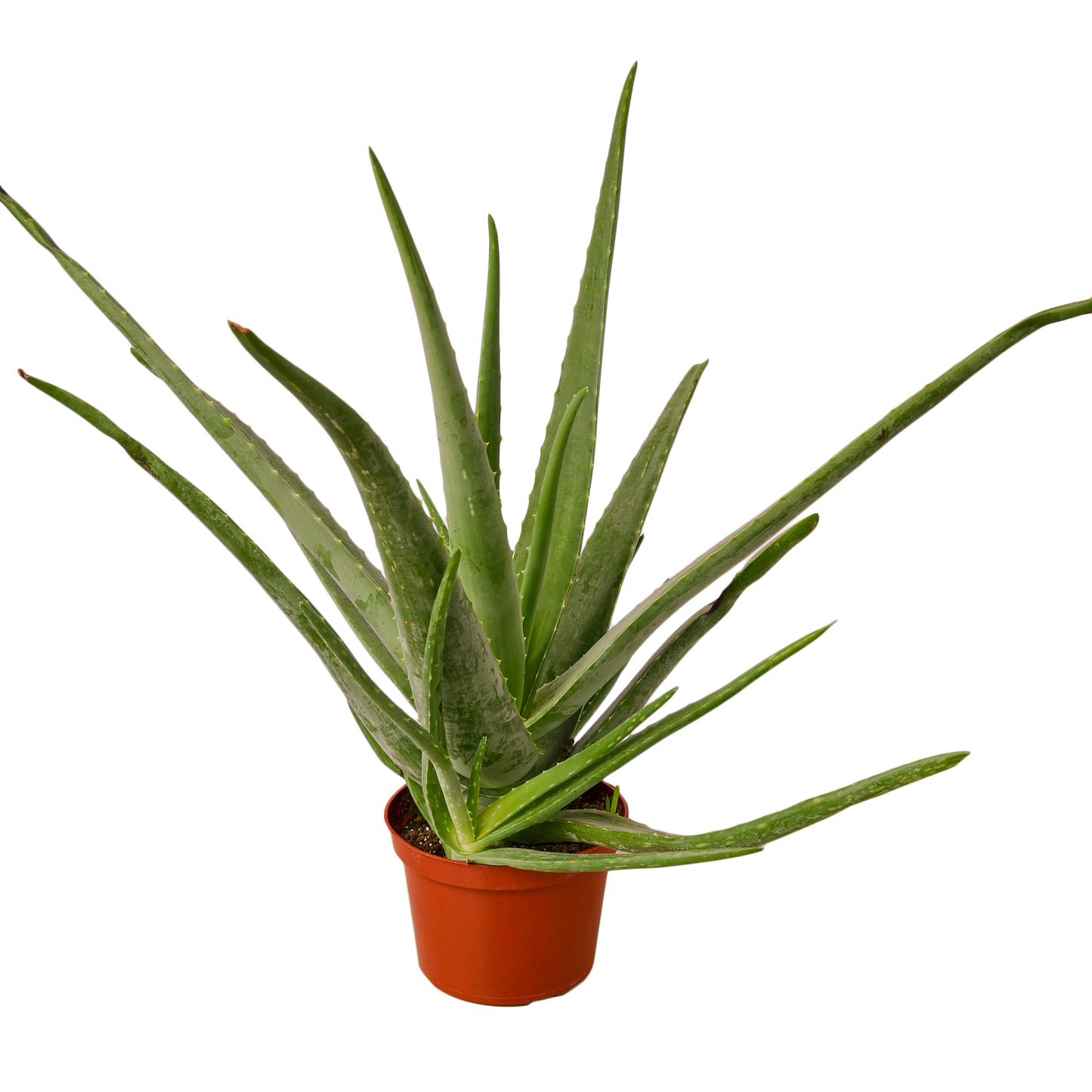 Aloe Vera, Low Maintenance Live Plant