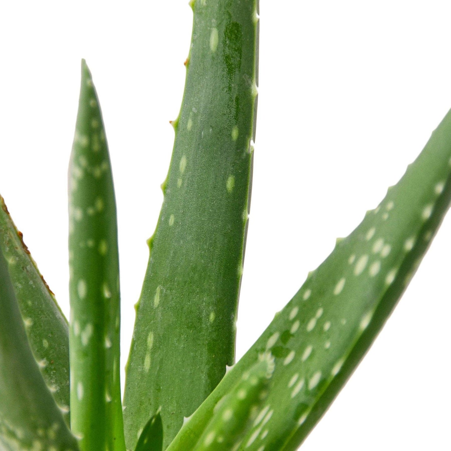 Aloe Vera, Low Maintenance Live Plant