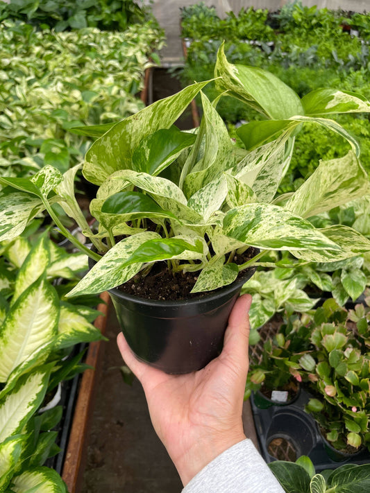 Pothos 'Marble Queen' - 6" Pot