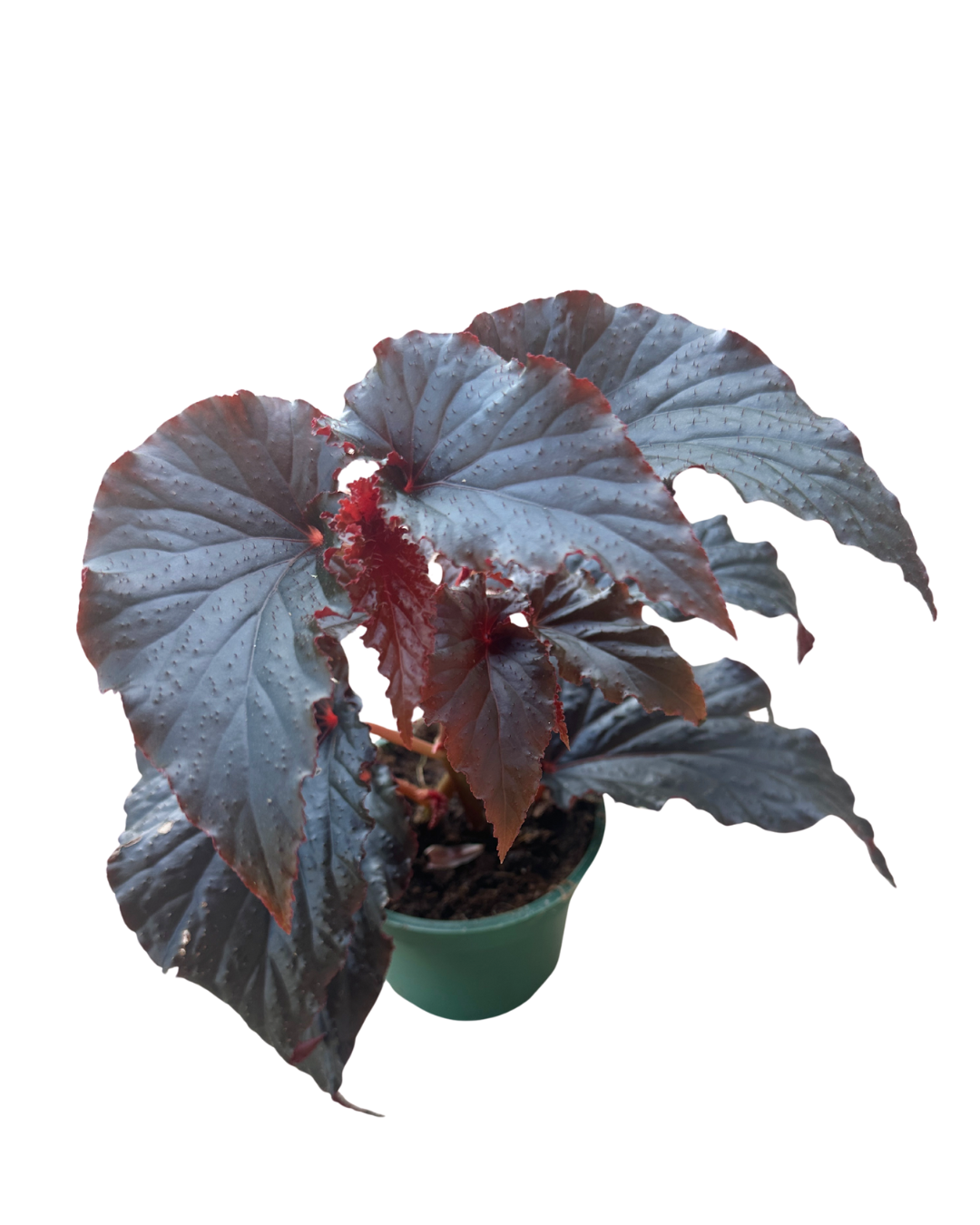 4" Begonia Black Magic - Wholesale Live Plant