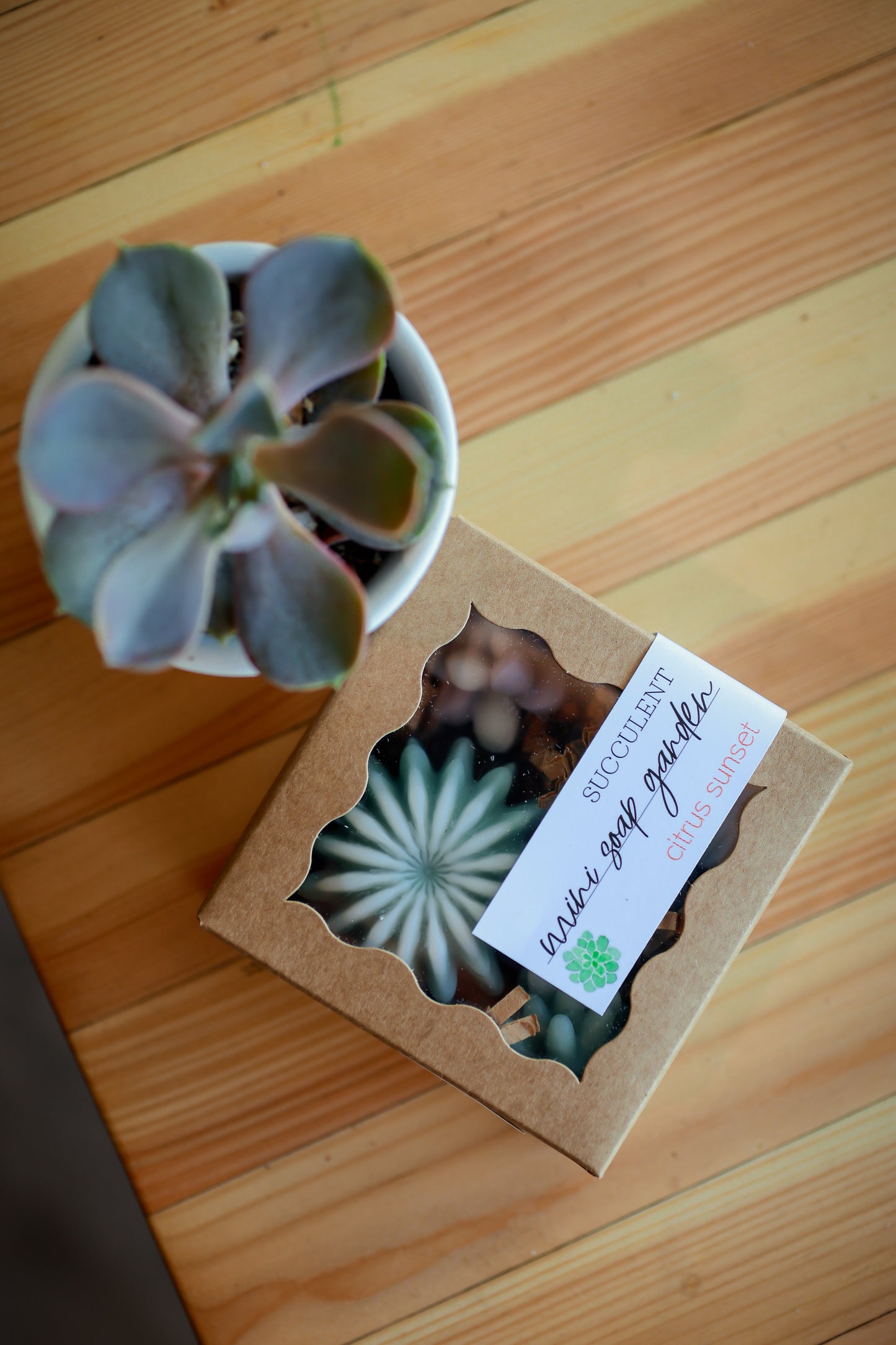 Mini Soap Garden - Cutest succulent set of 4