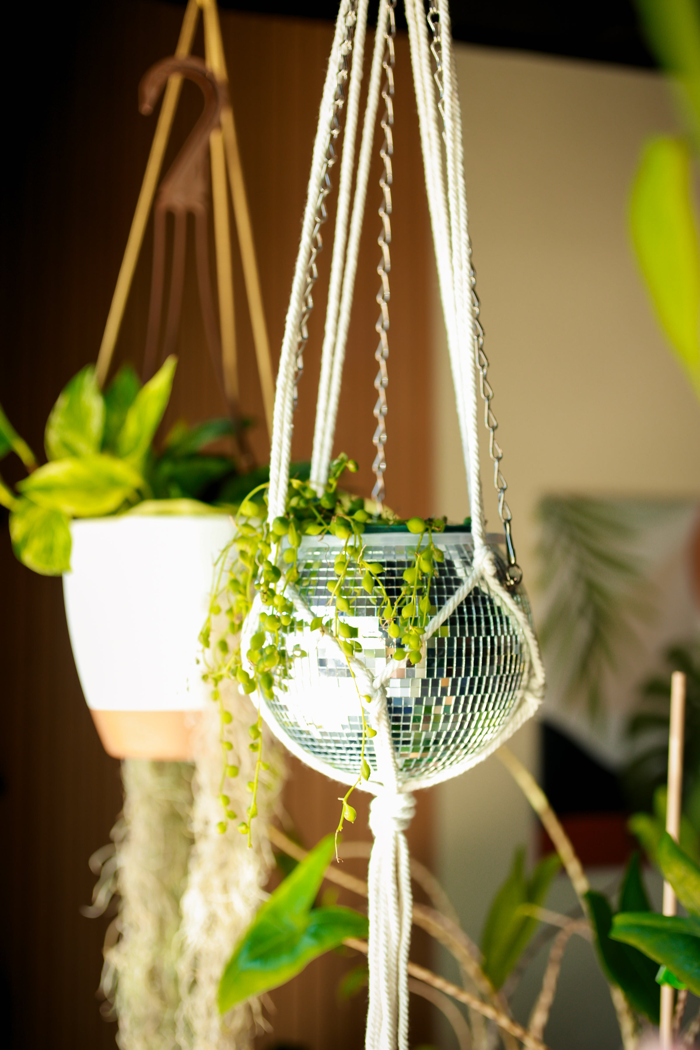 Macrame plant hanger mesa plant aand gift shop in mesa arizona 