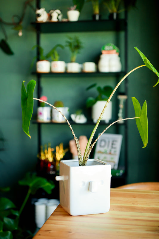 Alocasia Zebrina