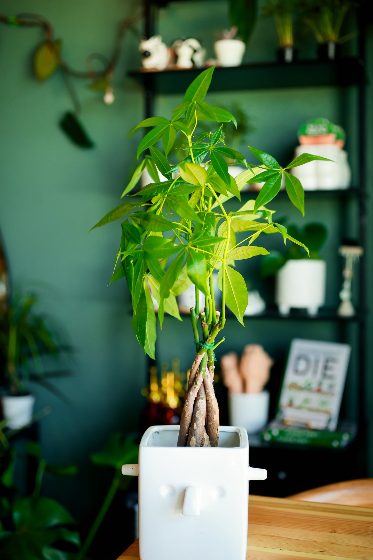 Money Tree 'Guiana Chestnut' Pachira Braid