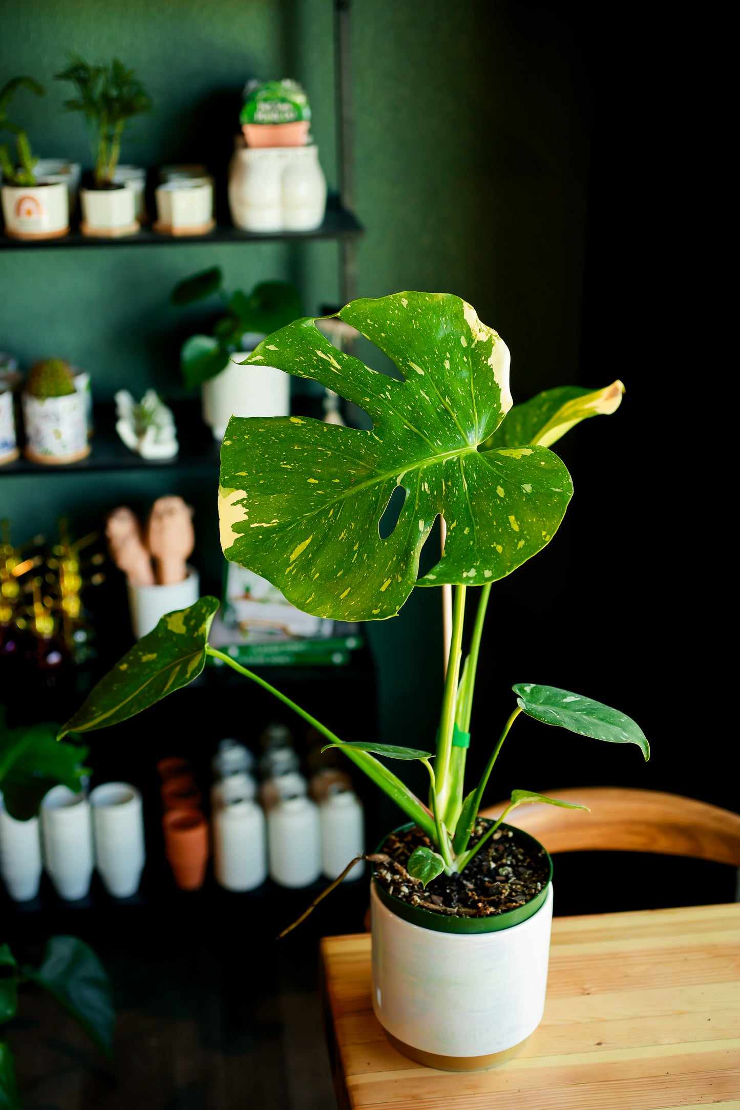 6" Monstera 'Thai Constellation'