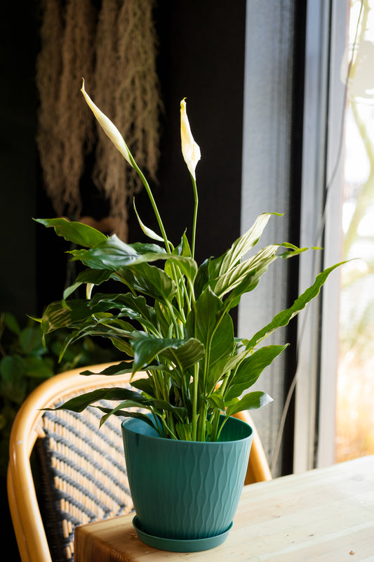 Spathiphyllum 'Peace Lily'