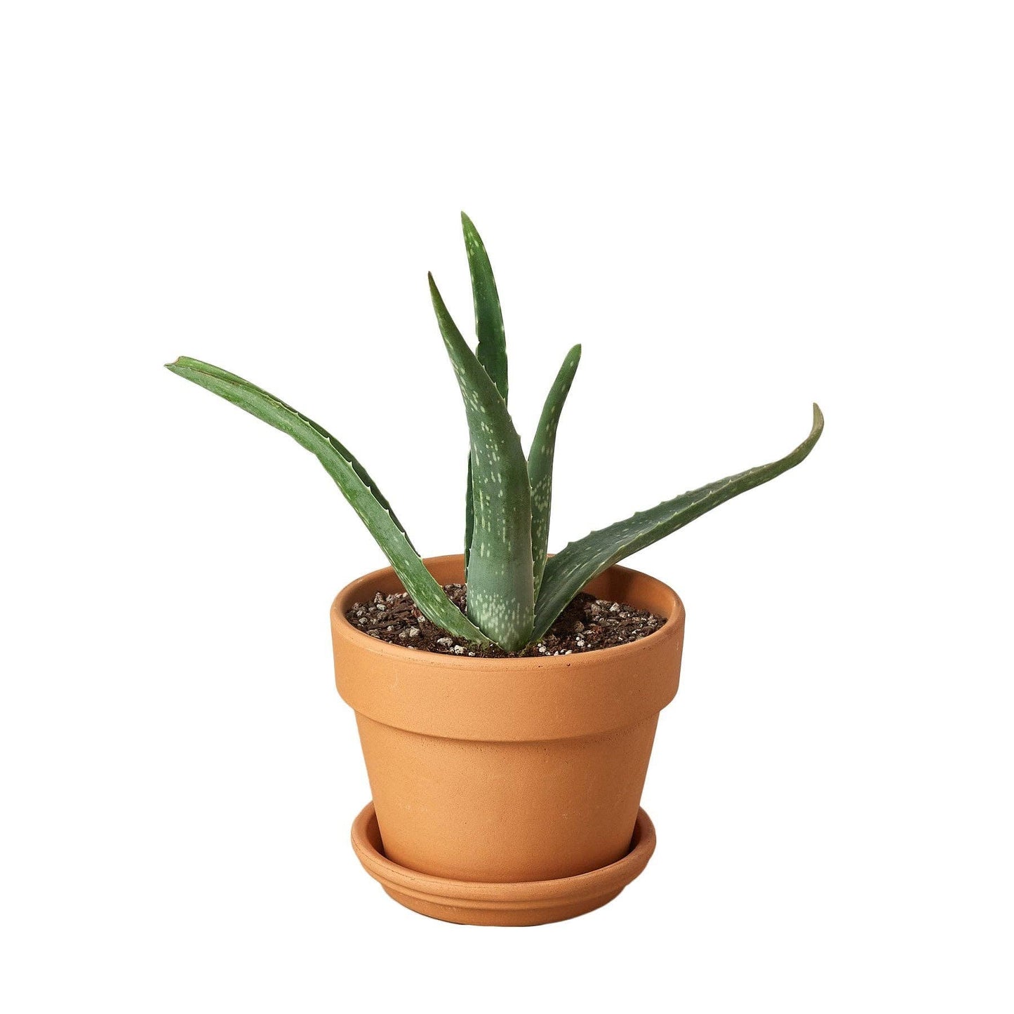 Aloe Vera, Low Maintenance Live Plant