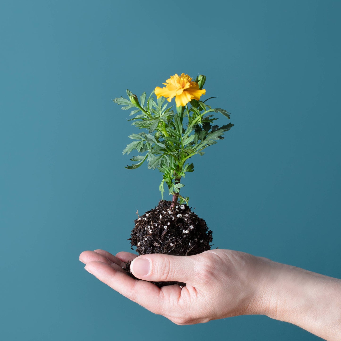 Blooming Lollipop Bundle (Eat, Plant & Grow an Herb/Flower)