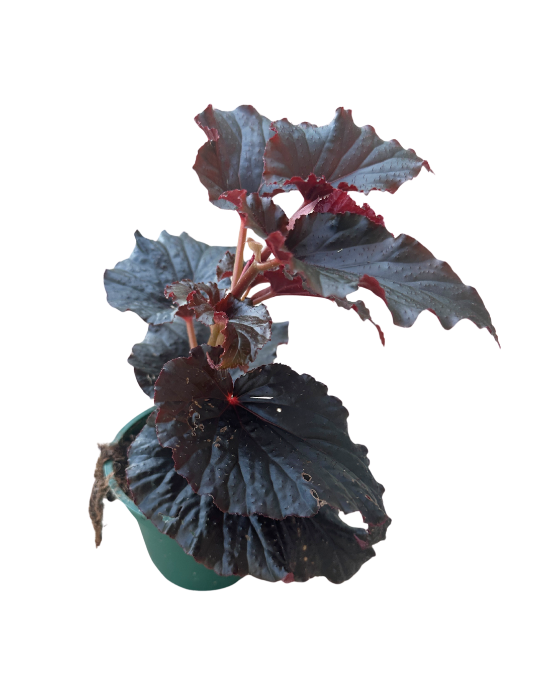 4" Begonia Black Magic - Wholesale Live Plant