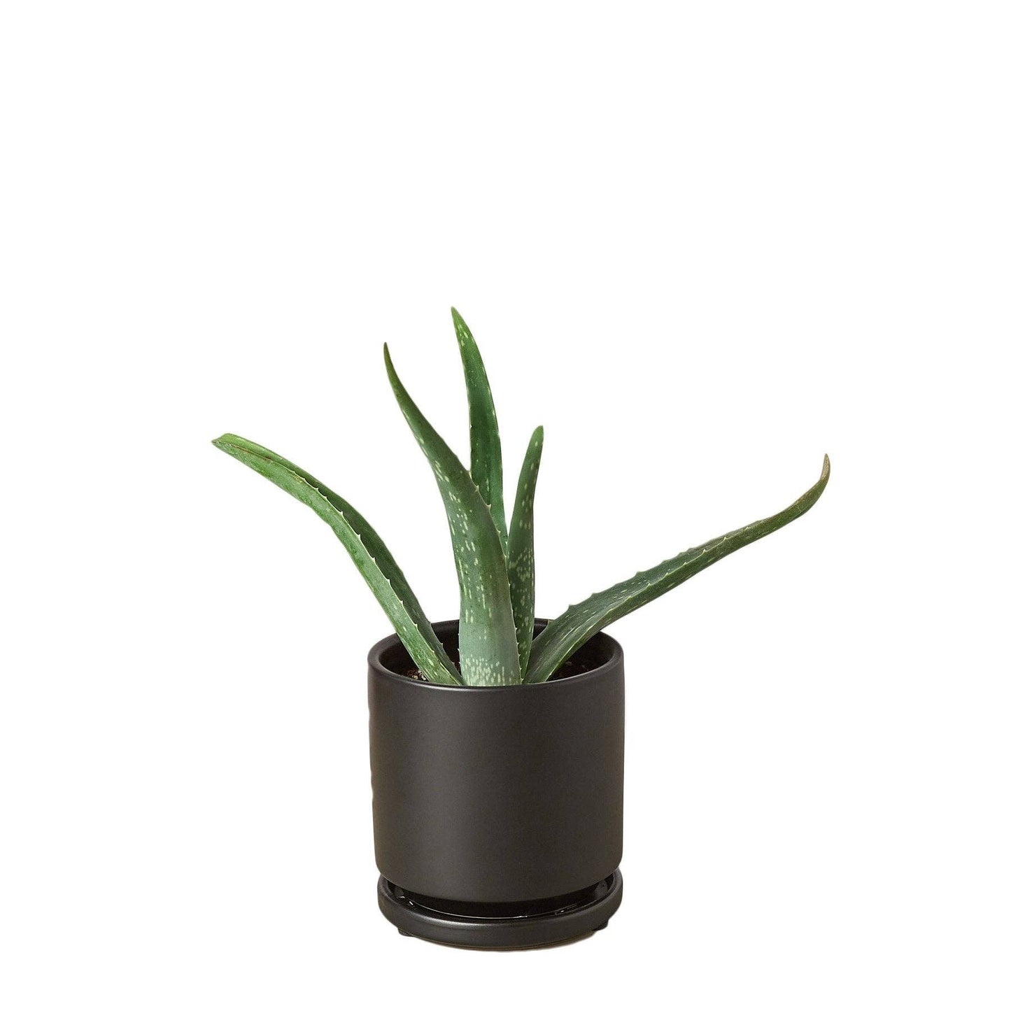 Aloe Vera, Low Maintenance Live Plant